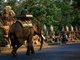 Cambodia: An elephant and its mahout approach the south gate of Angkor Thom