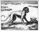 Sri Lanka: 'A rillow' (Species of monkey according to Knox, 1681).